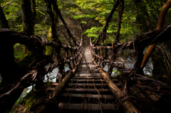 祖谷　かずら橋
