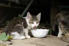 ひなた　生後一か月かな？