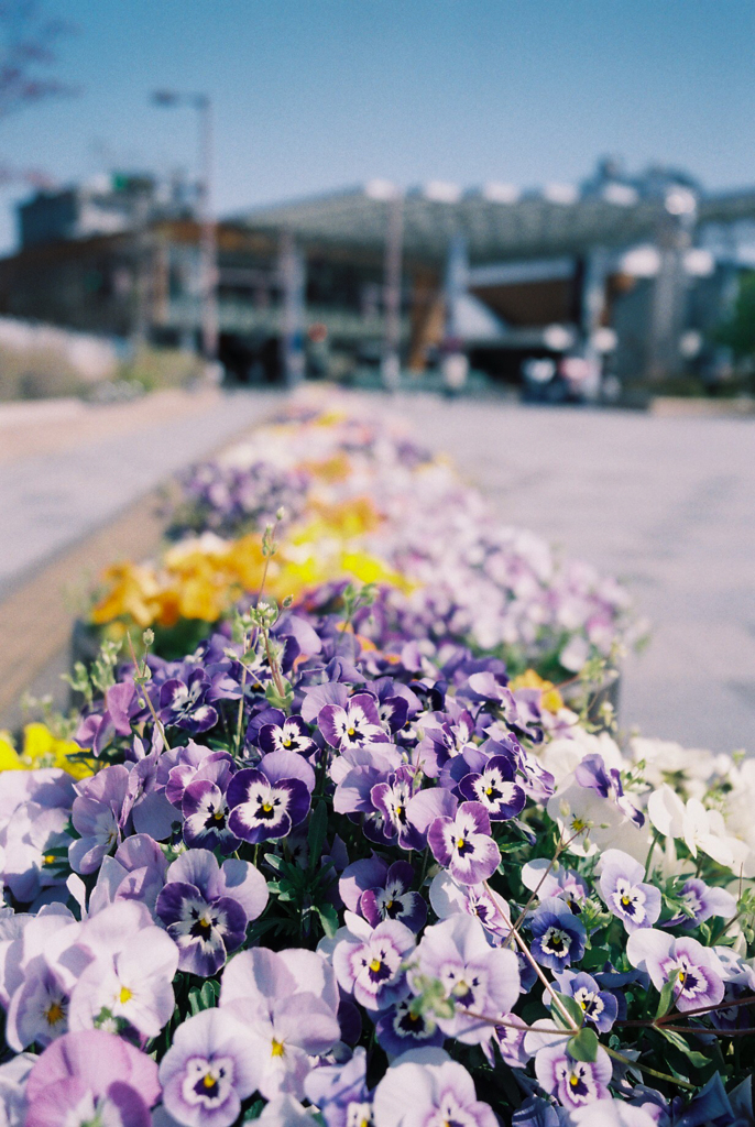 駅の花壇