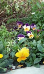 Tvs20130223006