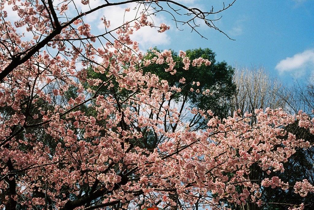 C35FD-20130316004