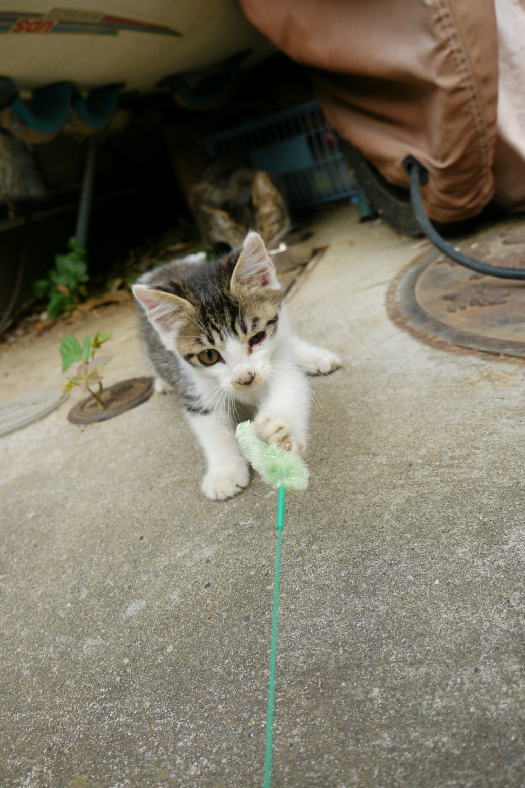 ひなた　生後一か月かな？