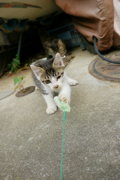 ひなた　生後一か月かな？