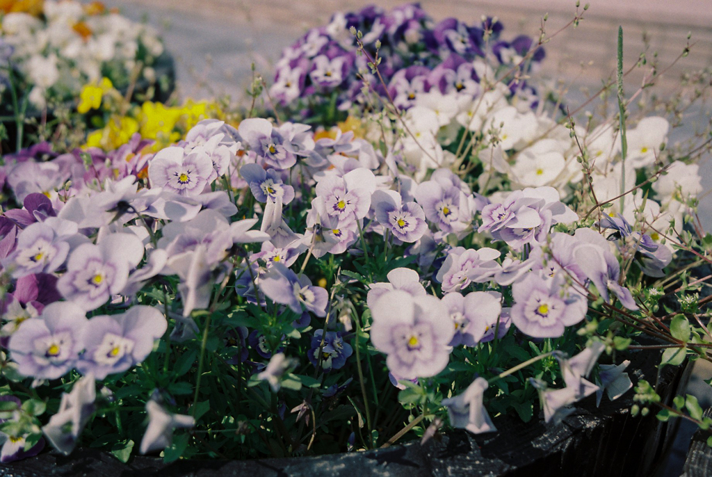 駅の花壇