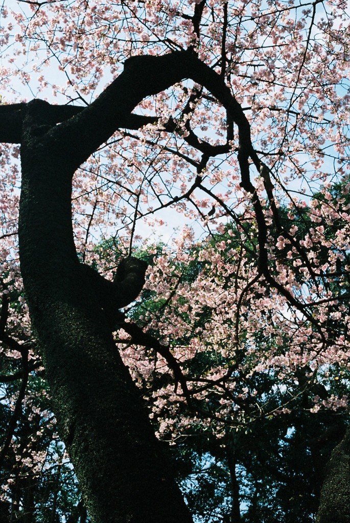 C35FD-20130316003