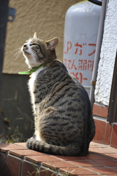 さく　1歳