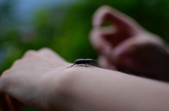 くわがた