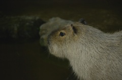 Capybara