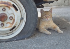淡路猫