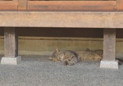 名古屋猫