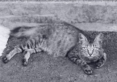 淡路猫