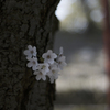 sakura wood