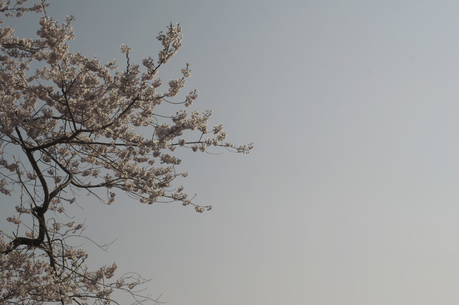 sakura,7/10