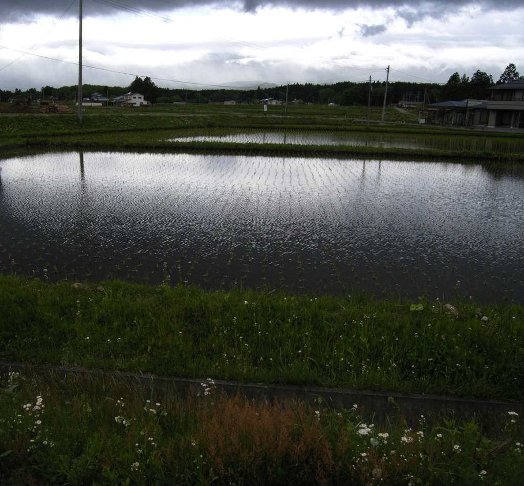 taue no kisetsu