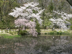 桜　公園