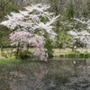 桜　公園