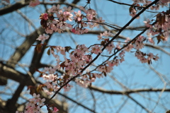 春