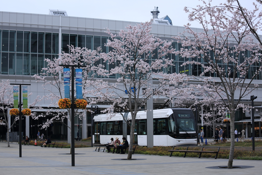 富山駅の桜