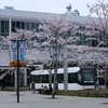 富山駅の桜