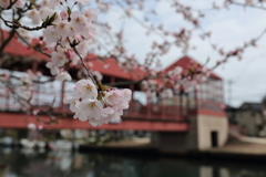 新湊内川－東橋の桜