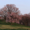 夕暮れ時の桜