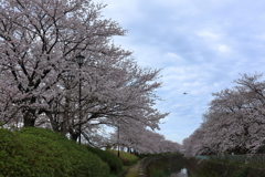 磯部堤の桜