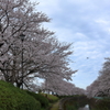 磯部堤の桜