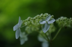 スッカン沢の紫陽花