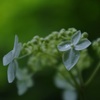 スッカン沢の紫陽花