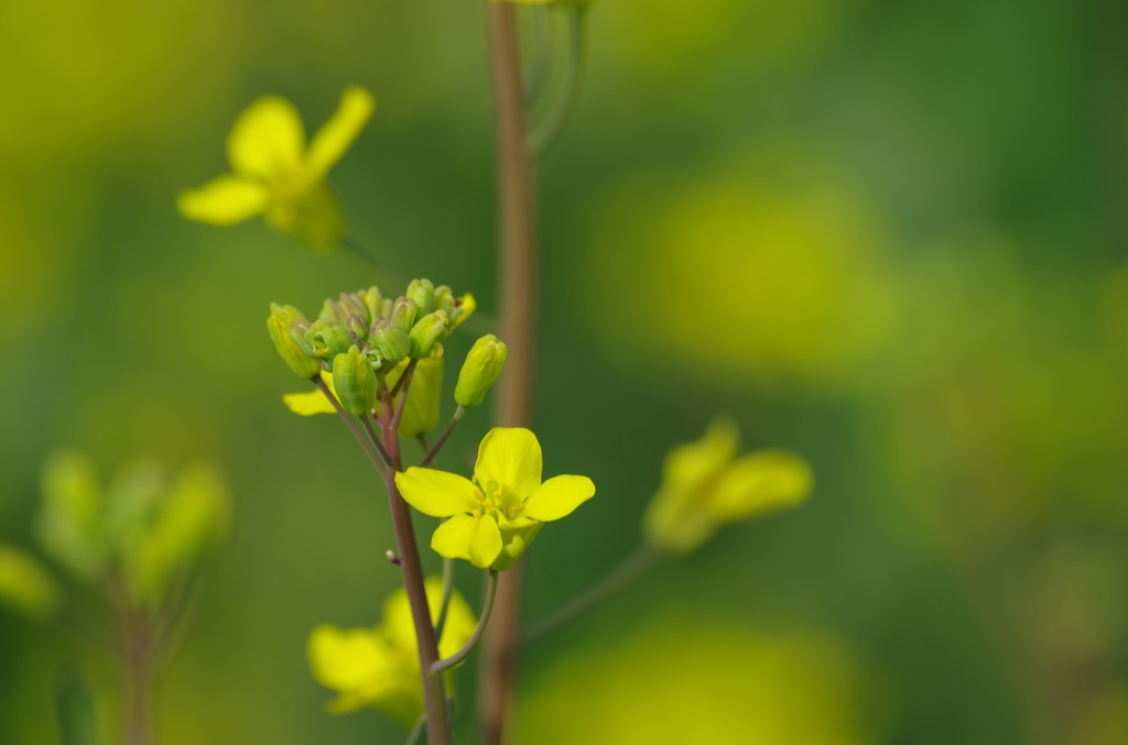 咲き始めた菜の花