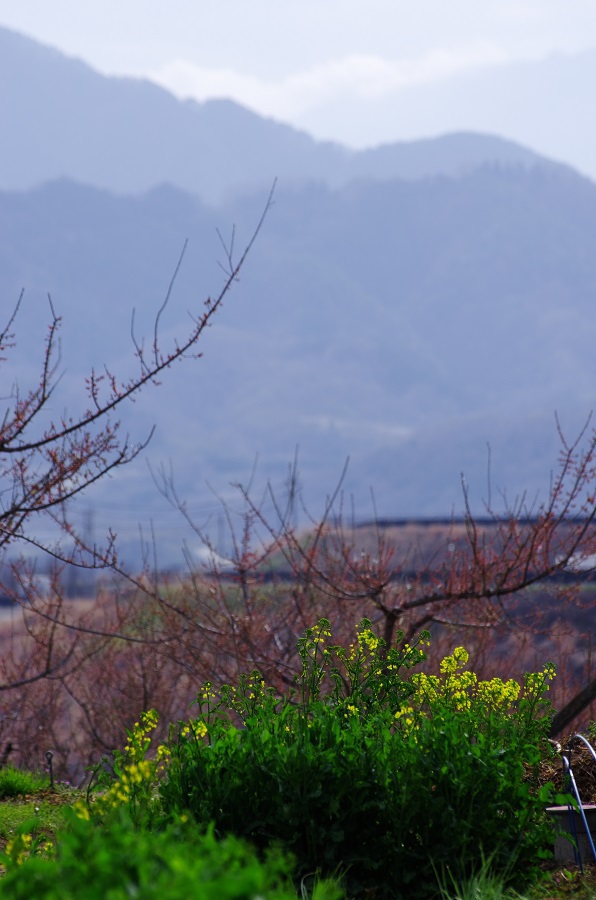 菜の花と桃の木