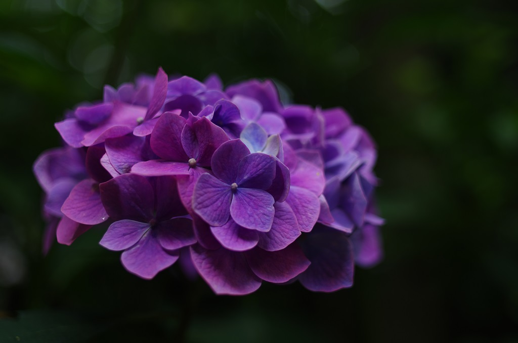 長瀞の紫陽花