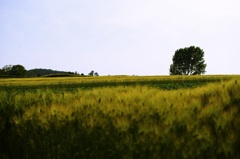 IMGP1181