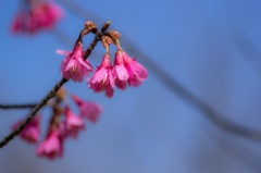 寒緋桜