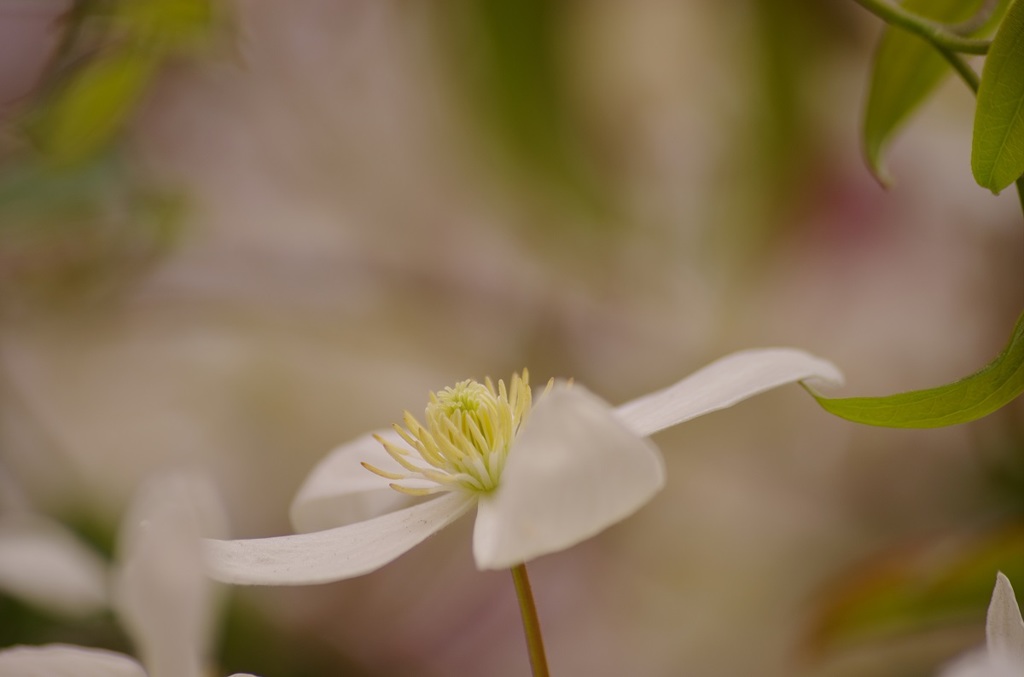 いい香りのする白花２