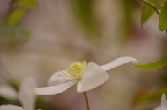 いい香りのする白花２