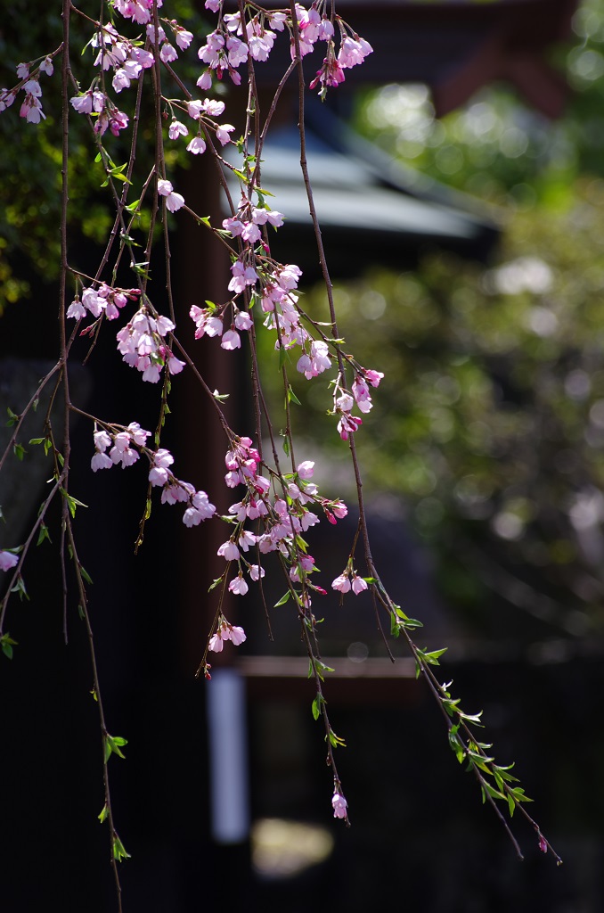 宿坊の門と枝垂れ桜