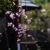 宿坊の門と枝垂れ桜