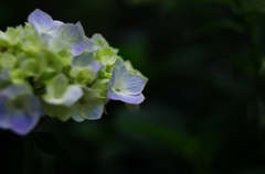 長瀞の紫陽花