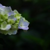 長瀞の紫陽花