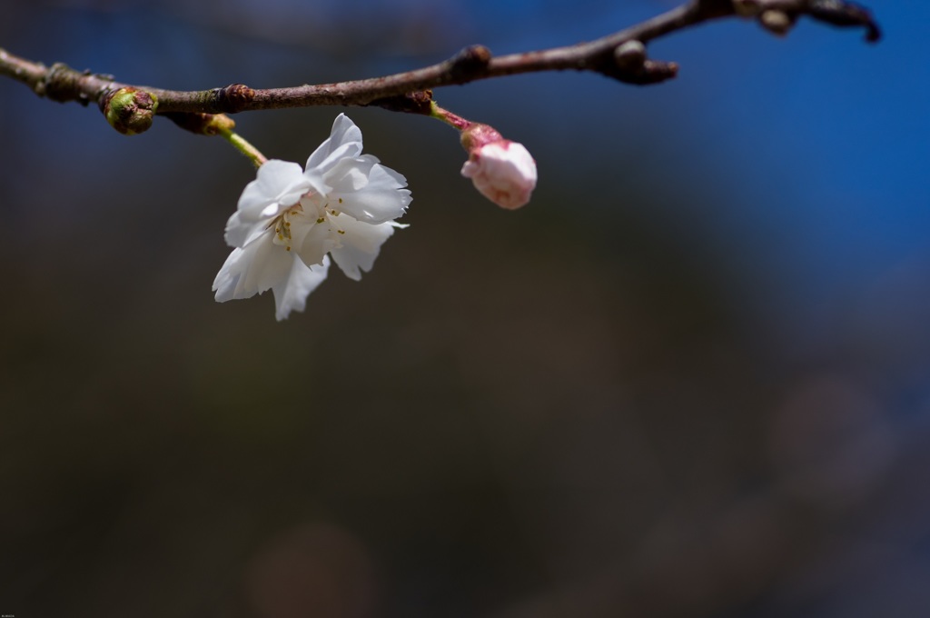 コブクザクラ（小福桜）