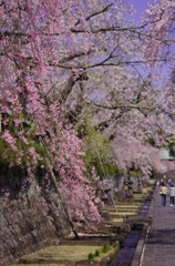 大石寺の枝垂れ桜