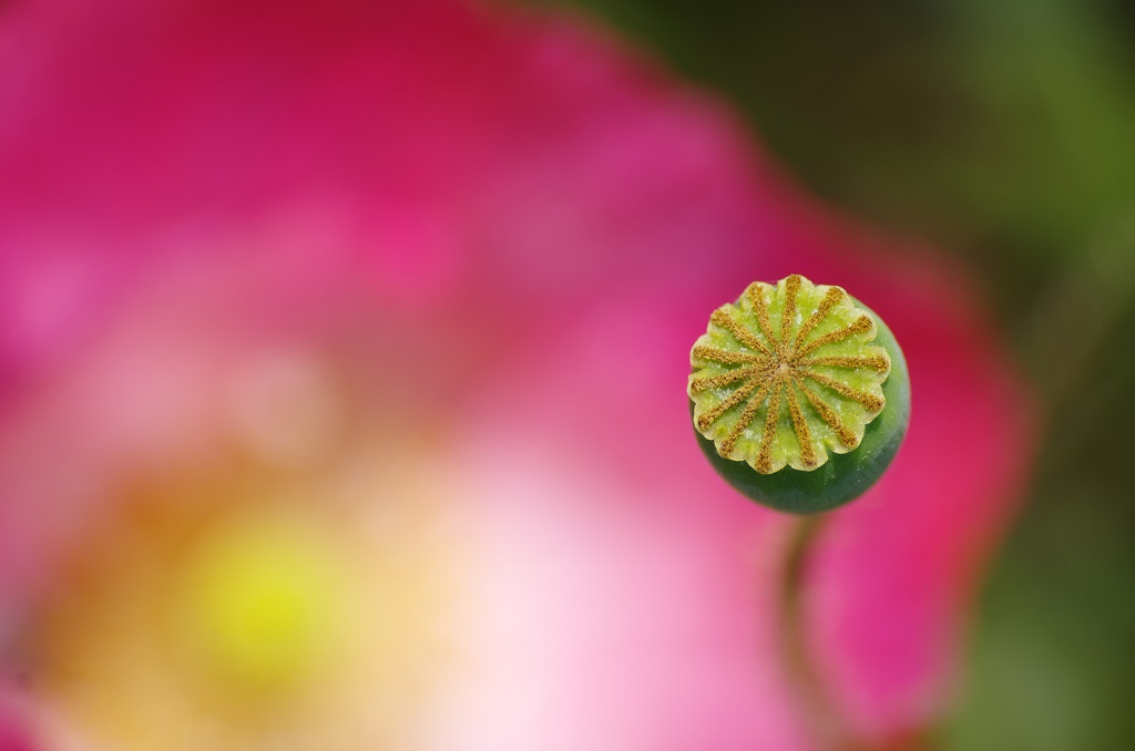 ひなげしの雌しべ