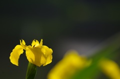 見沼の黄菖蒲
