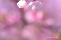 IMGP9704-2