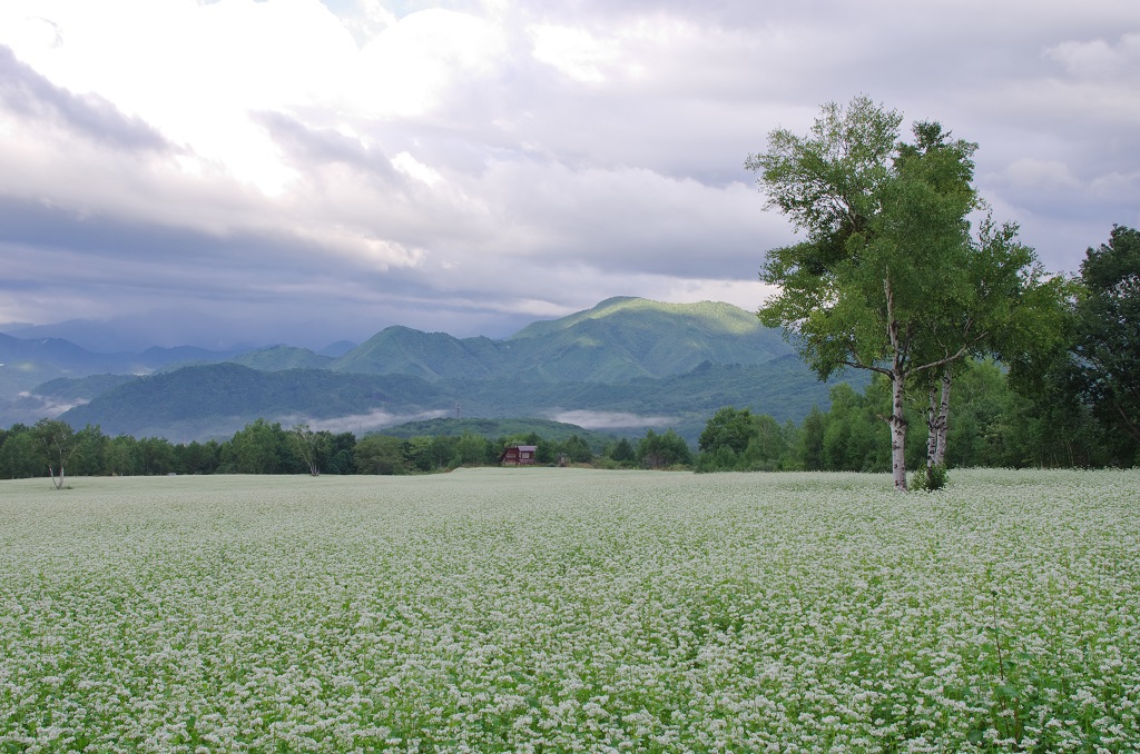 IMGP1121m