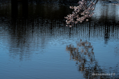 IMGP0086