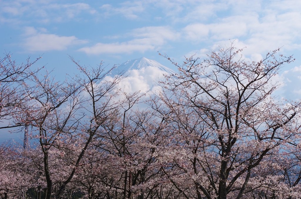 大石寺駐車場の桜と富士