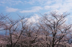 大石寺駐車場の桜と富士
