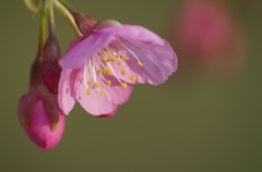IMGP7549